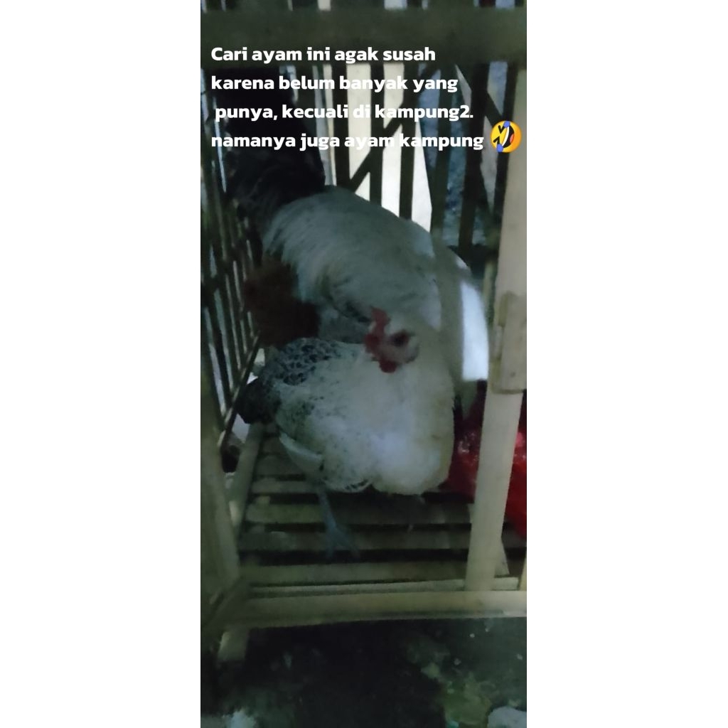 

Telur ayam kampung fresh original