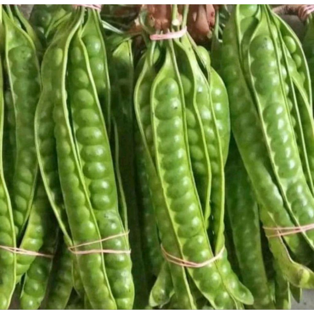 

satu lonjor peuteuy/pete segar