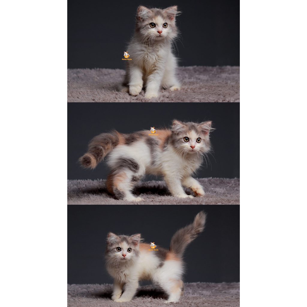 Tessa – Kucing Persia 3 Bulan Betina