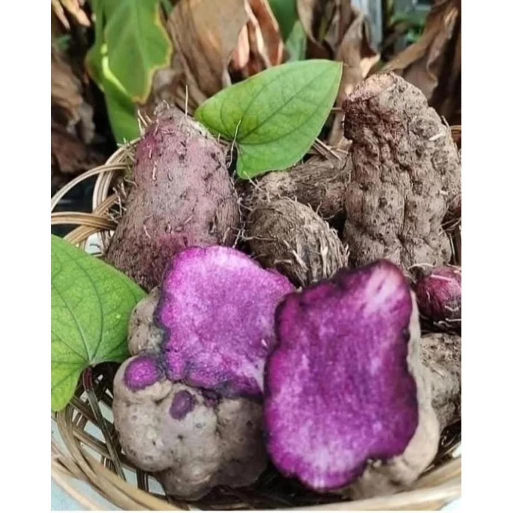 

ubi uwi unggu fres segar 1kg