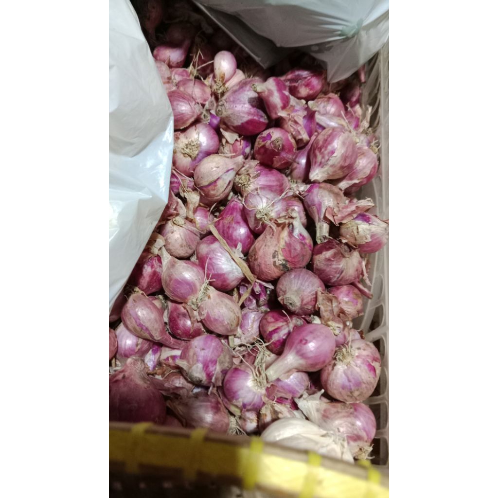 

Bawang Merah Brebes Ori Besar 1kg