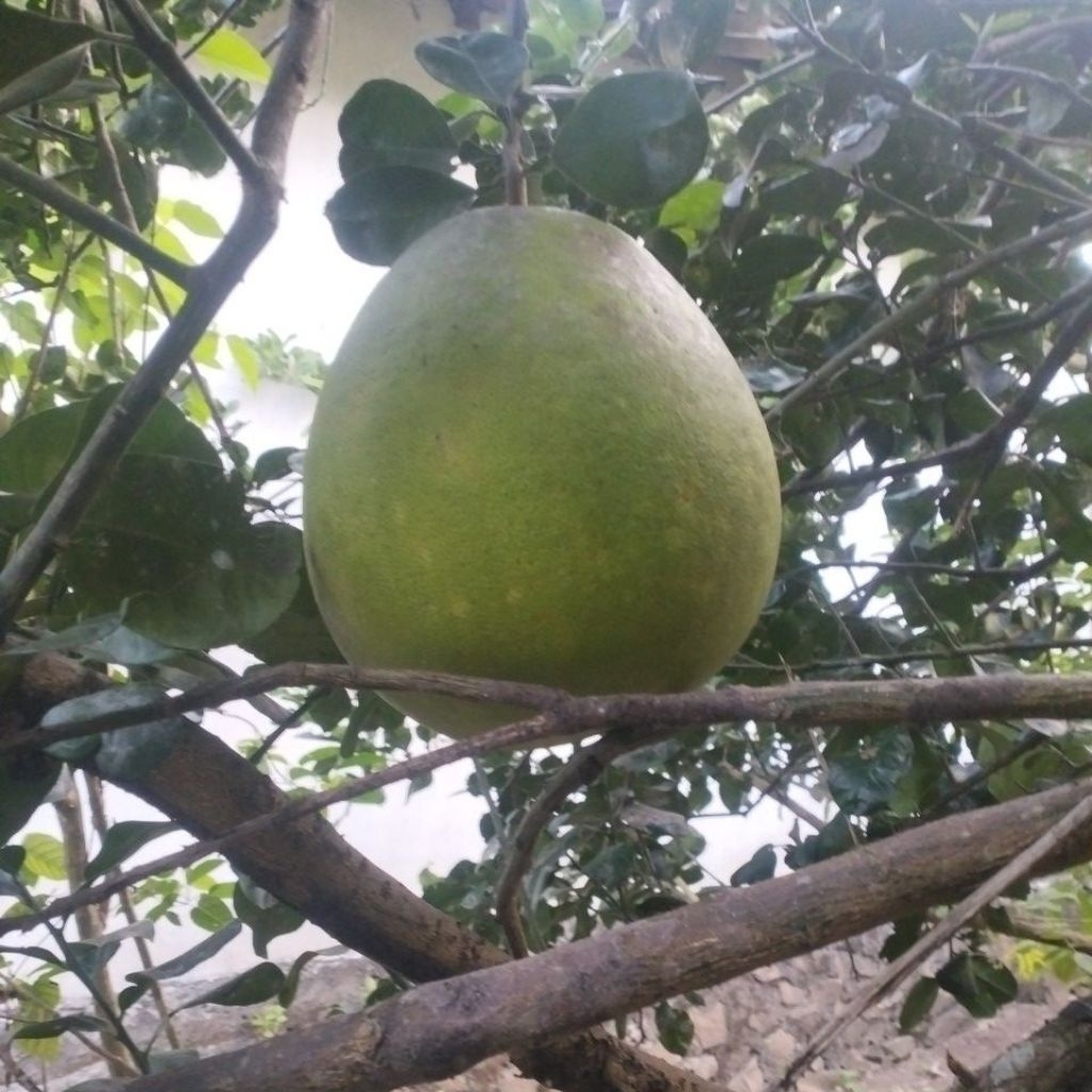 

jerouk bali super jumbo