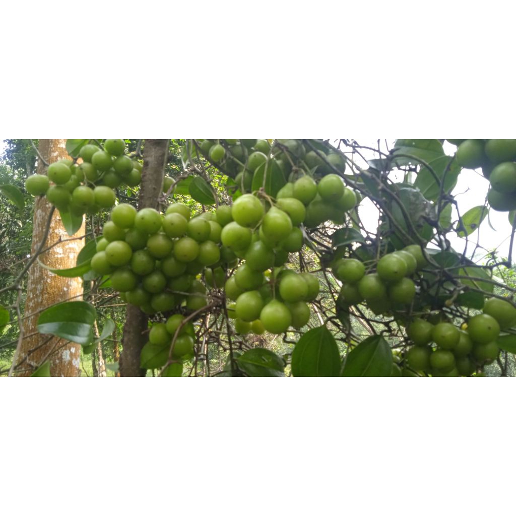 

buah canar segar / anggur hutan bahan Manisan dipetik lasung dari pohon ketika ada pesanan 2 kg