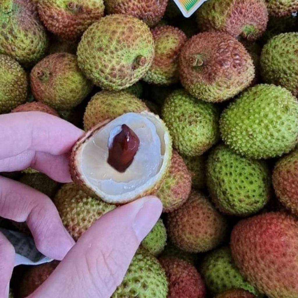 Bibit Tanaman Buah Leci Hijau Madu- Bibit Buah Leci Hijau