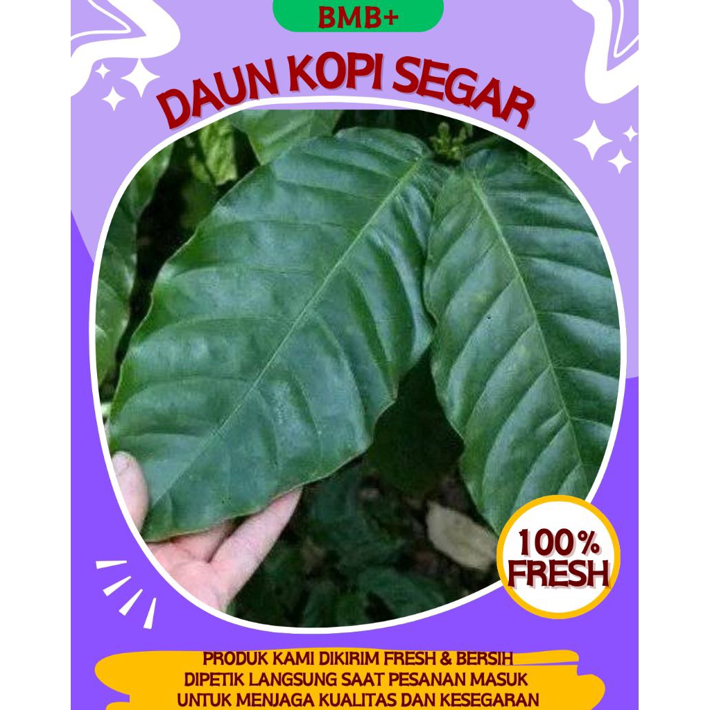 

BMB+ Daun Kopi Segar 250gr / Daun Kopi Kawa / Kopi Kawa Daun / Daun Kopi Robusta Original