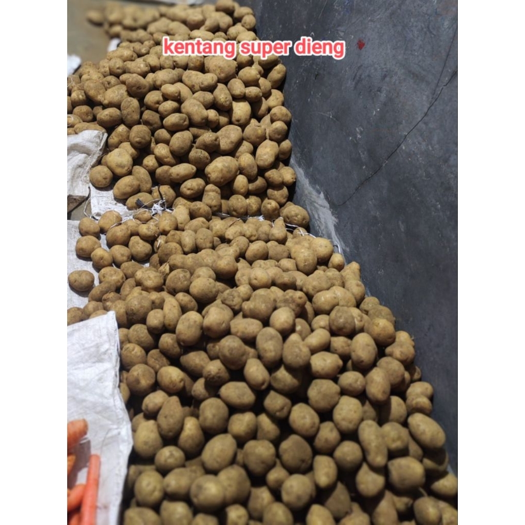 

kentang super dieng 1 kg