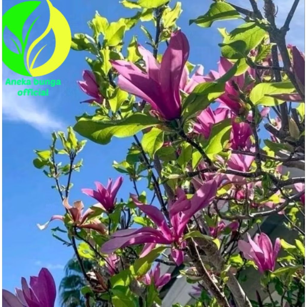 POHON BUNGA KANTIL UNGU TINGGI ± 1 METER / TANAMAN POHON KANTIL BUNGA UNGU