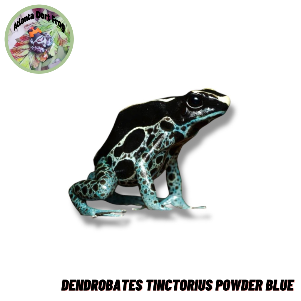 Dart Frog / Katah Panah Dendrobates Tinctorius Powder Blue