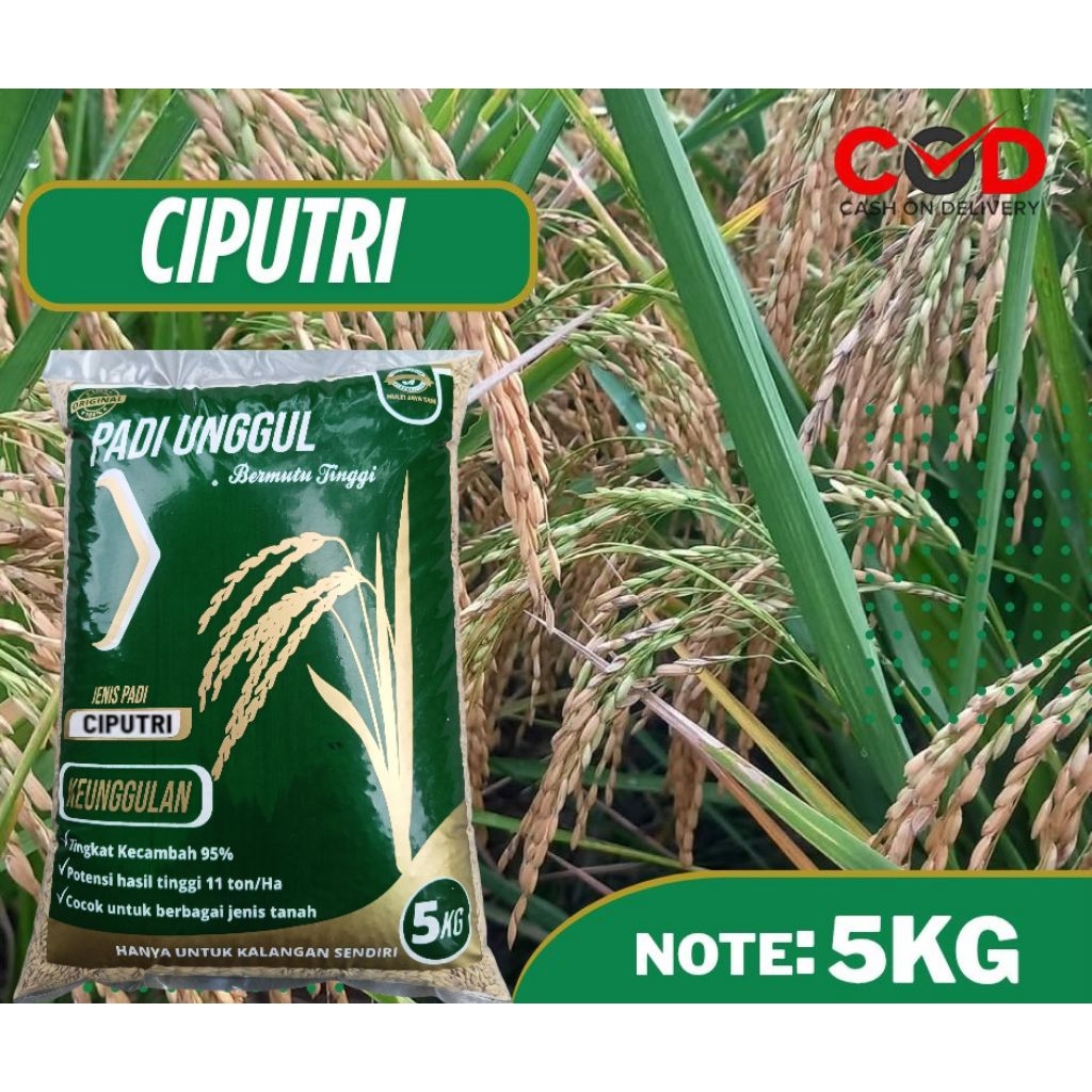 BENIH PADI CIPUTRI (CIHERANG MALAY PANJANG) 5KG