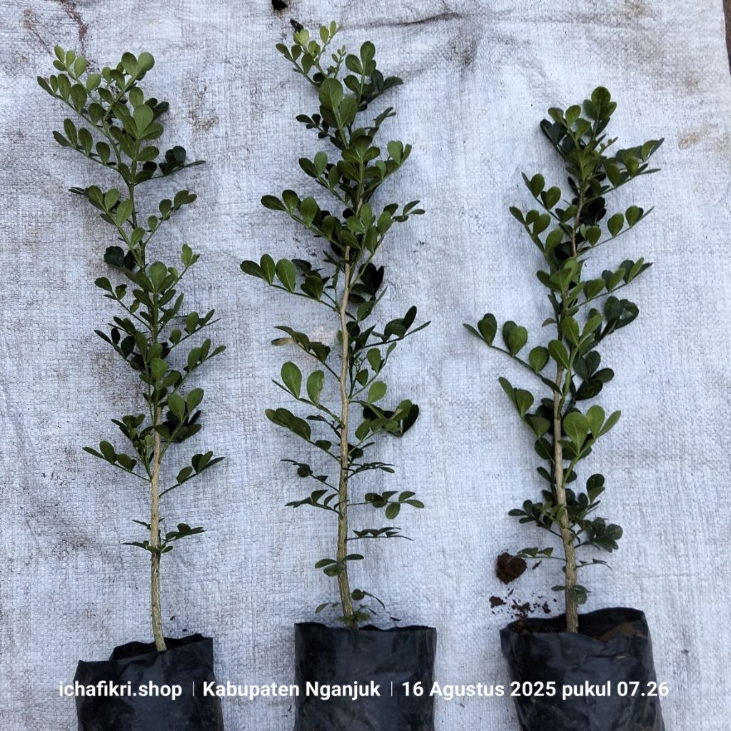 Bibit Tanaman Buah Kawista Bahan Bonsai Siap Tanam