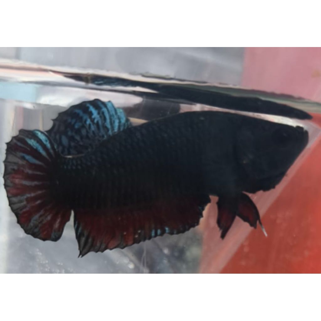 cupang bagan super top grade kualitas import