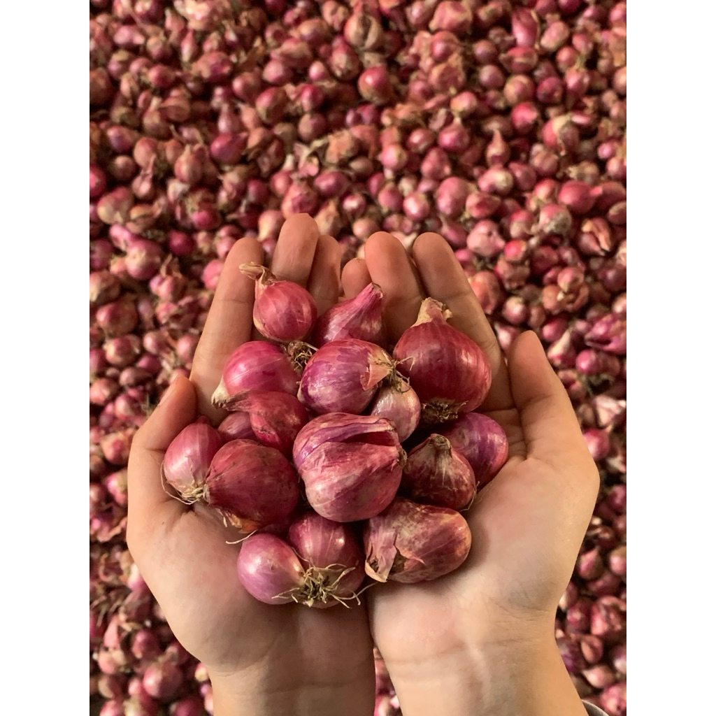 

1 Kg Super Bawang Merah Tanggung Besar