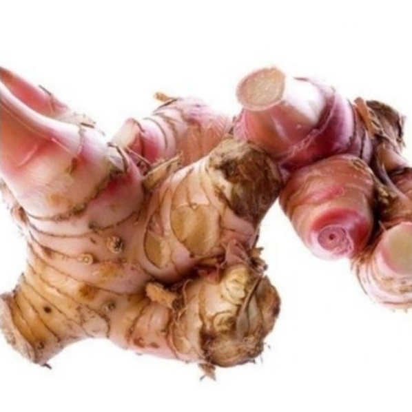 

LENGKUAS SEGAR ASLI / LAOS FRESH SEGAR / LAOS BESAR / LENGKUAS GAJAH