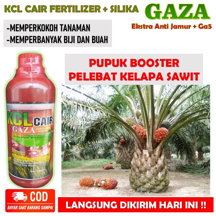 Pupuk booster kelapa sawit - Kcl GAZA fertilizer memperkokoh tanaman memperbanyak biji dan buah kela