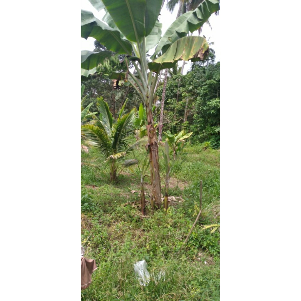 

PISANG JANTEN/ULI BIBIT PAKET ISI 3 BIBIT/ 3 BONGGOL