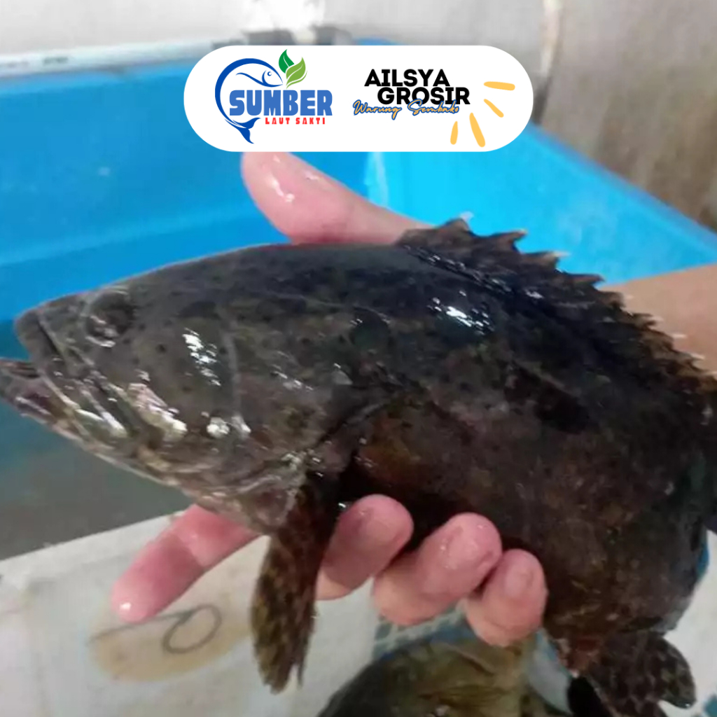 Ikan Kerapu Cantang Macan Segar Bersih 1 Kg - Siap masak