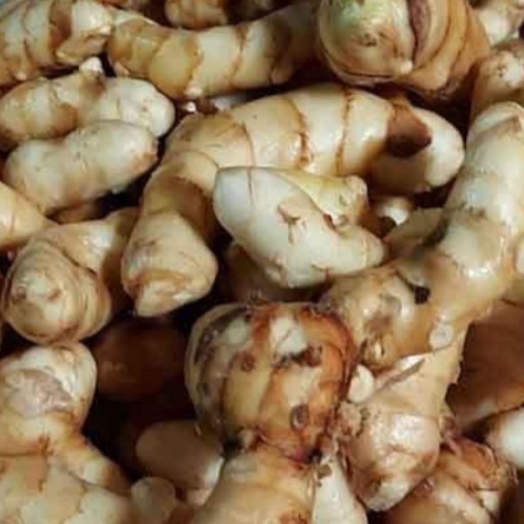 

kunyit temu putih segar dan bersih 1kg