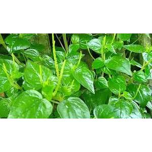 

Daun Sirih China Segar 1kg - Air Suruhan Ketumpang