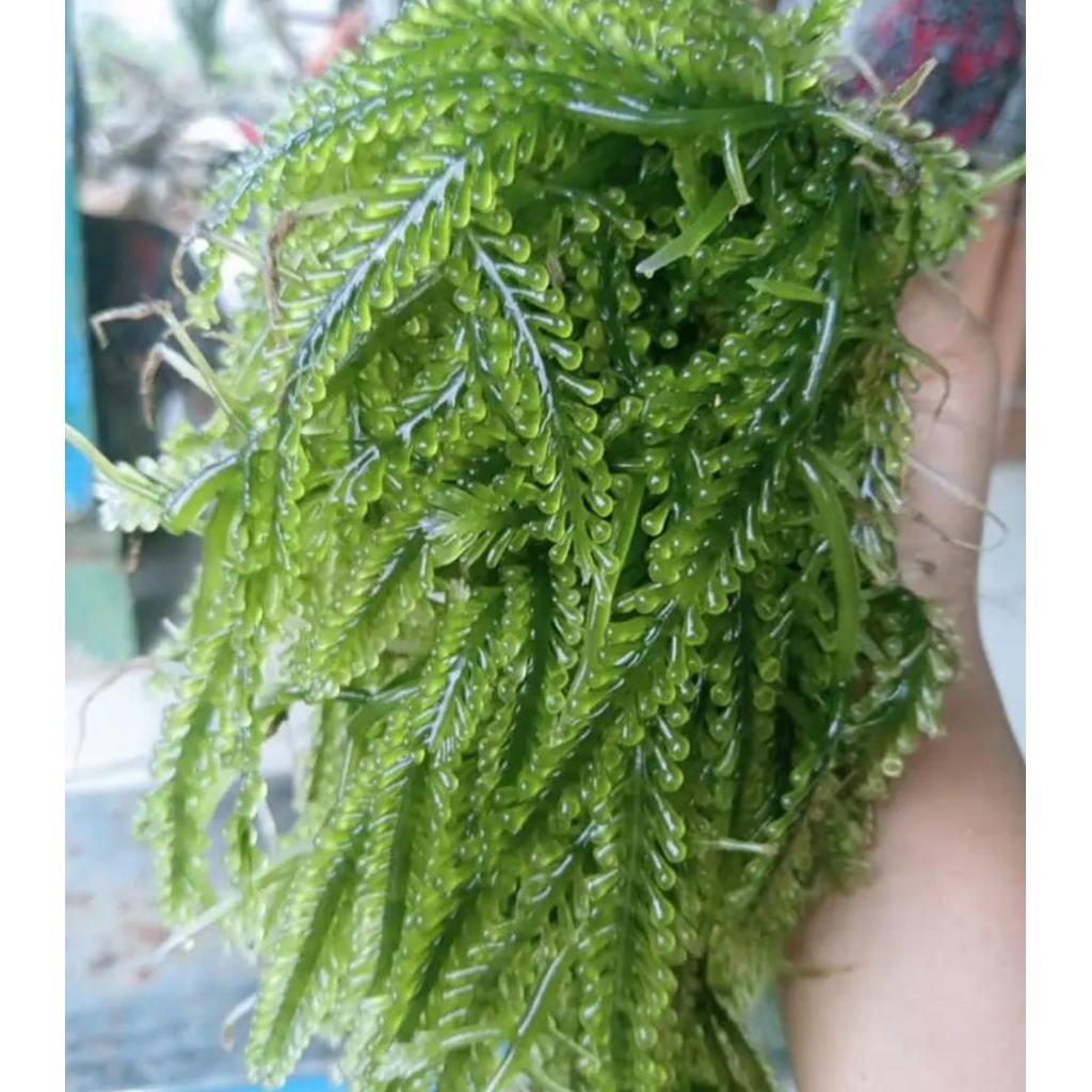 anggur laut fress/latoh/green caviar/lawi-lawi