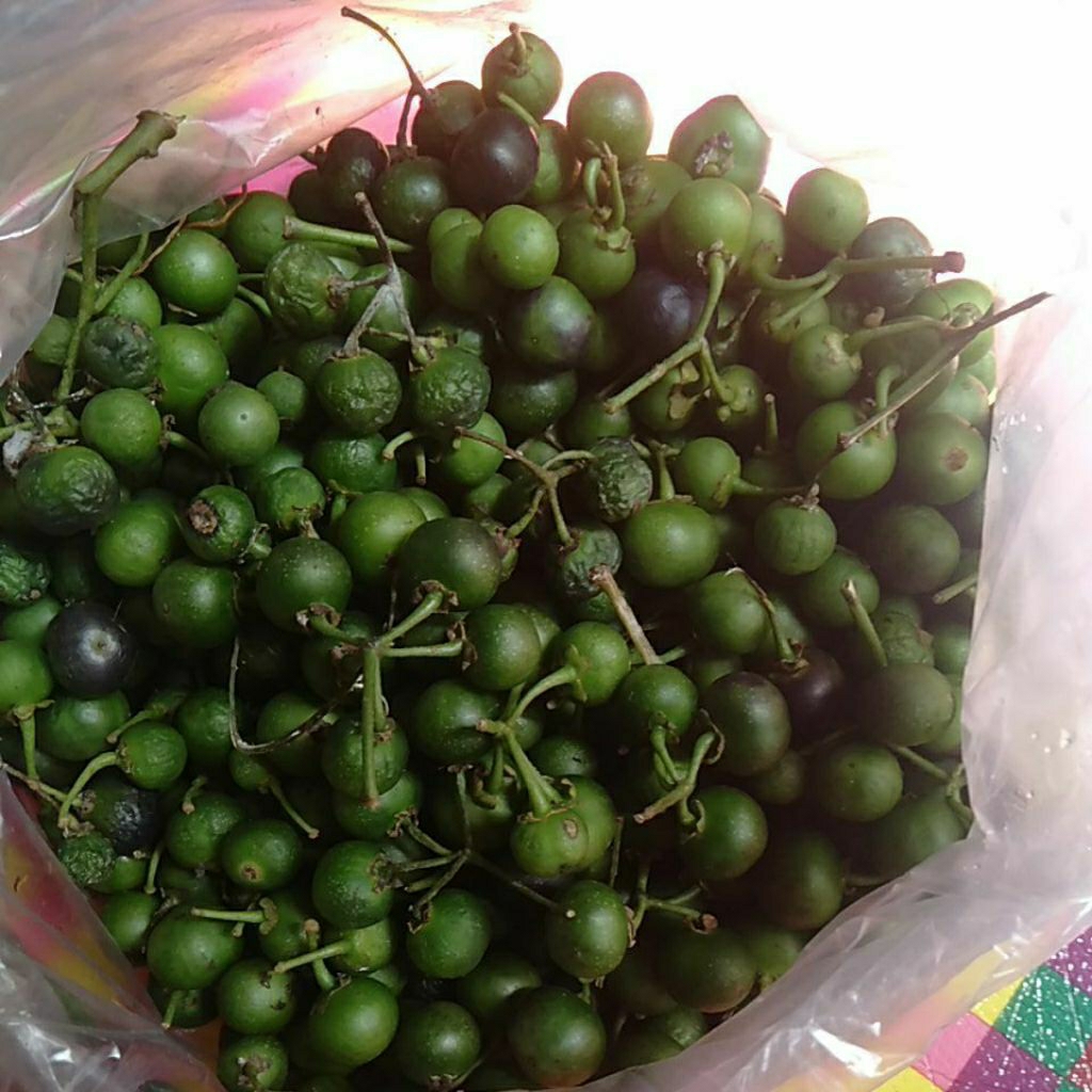 

Biji Lenca / Leunca Lumai / Ranti segar