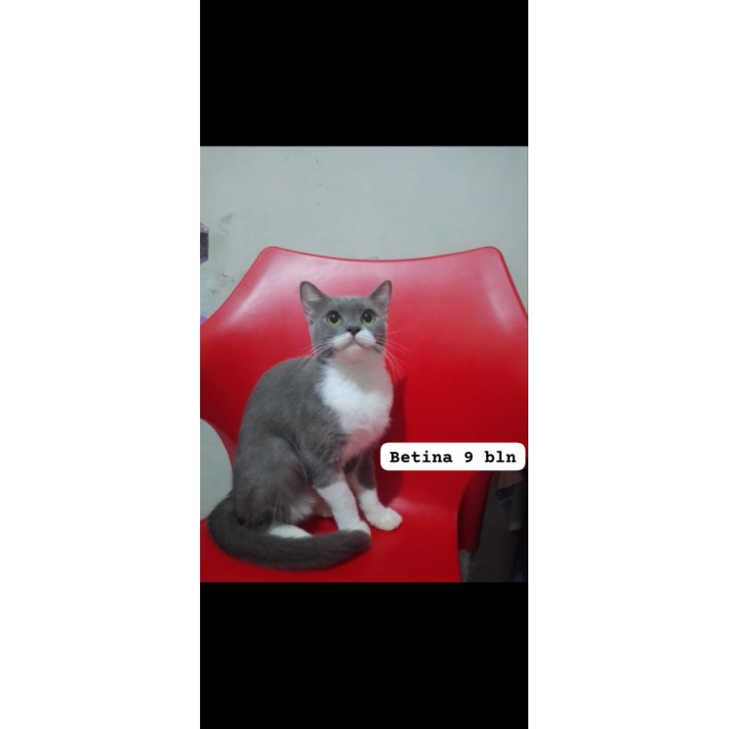 kucing Persia mix BSH betina 9 bln up