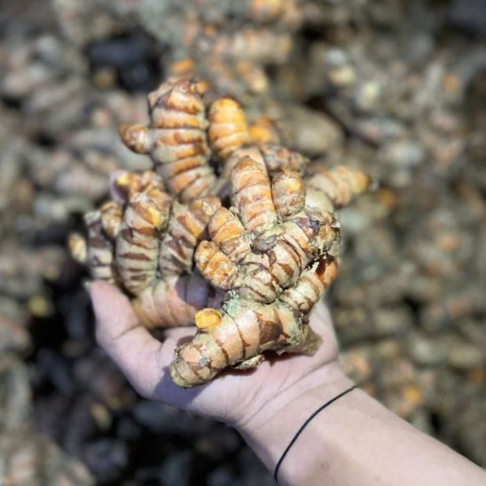 

Kunyit segar Khas Palawijawa | bumbu rempah-rempah | 100gr, 250gr, 500gr dan 1kg