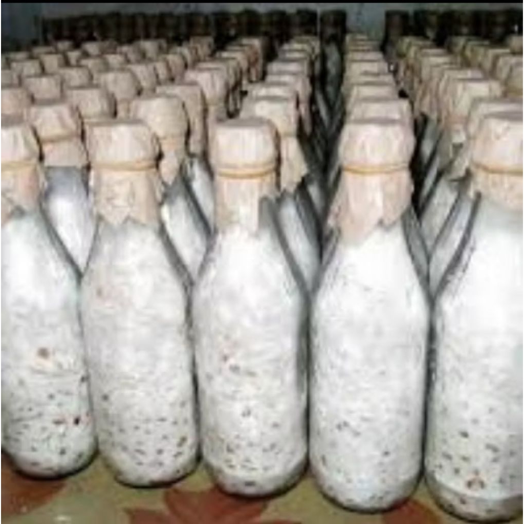 

Bibit jamur tiram putih F1