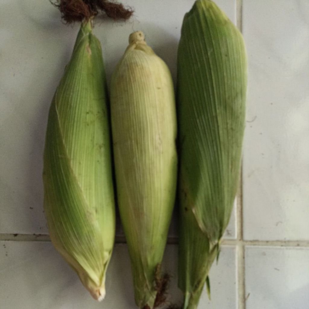 

Jagung Manis murah fresh