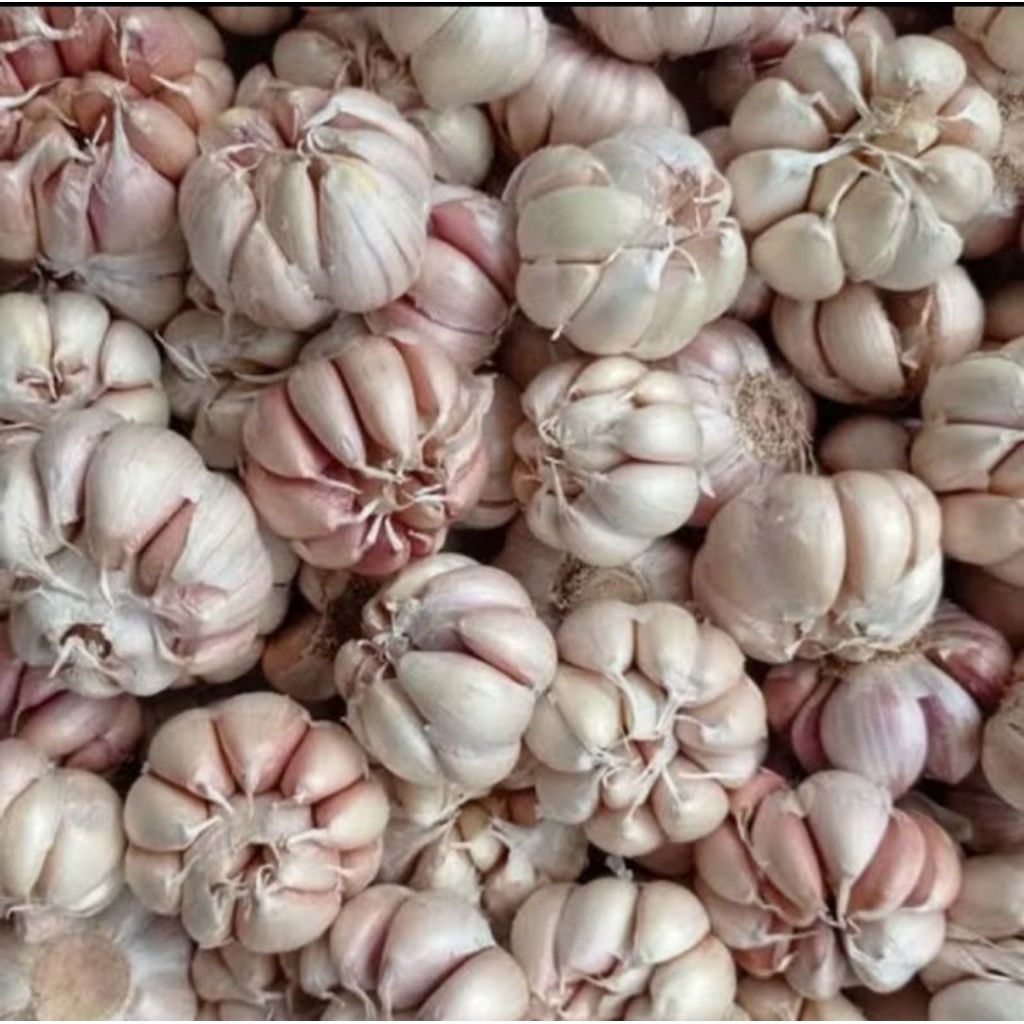 

Bawang Putih Fresh Super Berkualitas 1 Kg (Siung Besar)