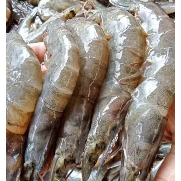 

IKAN UDANG SEGAR UKURAN KECIL - SEDANG - BESAR 1KG