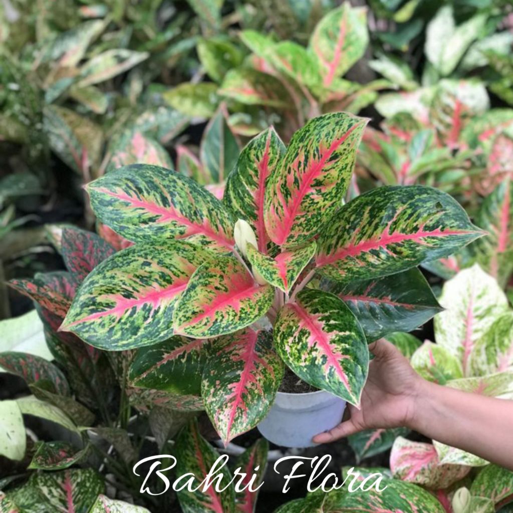 Tanaman Hias Aglonema Big Papa Dewasa, Aglonema Big Papa Rimbun