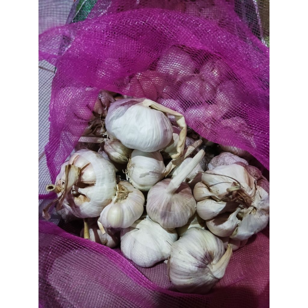 

Bawang putih Sinco Segar 500gram Masih ada kulitnya sedikit