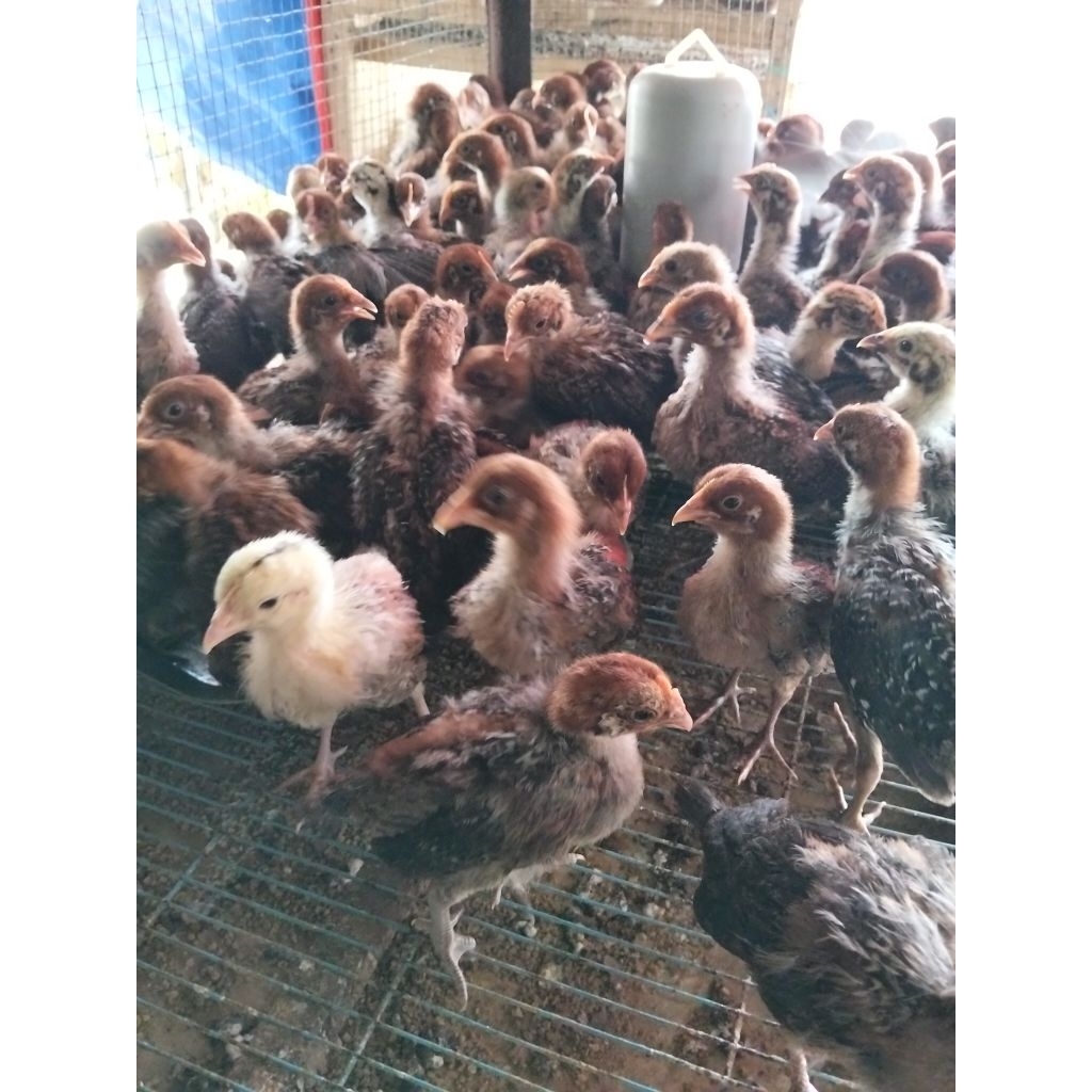 

ayam kampung Arab - ayam Arab usia 2 minggu - arab dua minggu