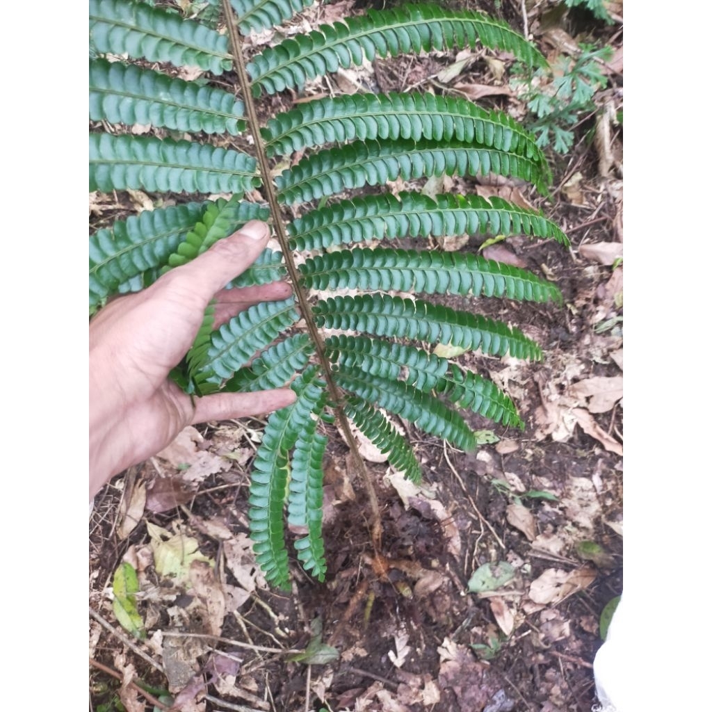 pakis hutan langka untuk taman/aviari