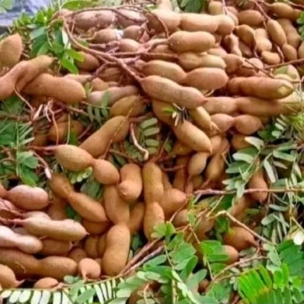 

asam muda segar, cocok untuk bumbu masak, penambah rasa, dll per 200 gram