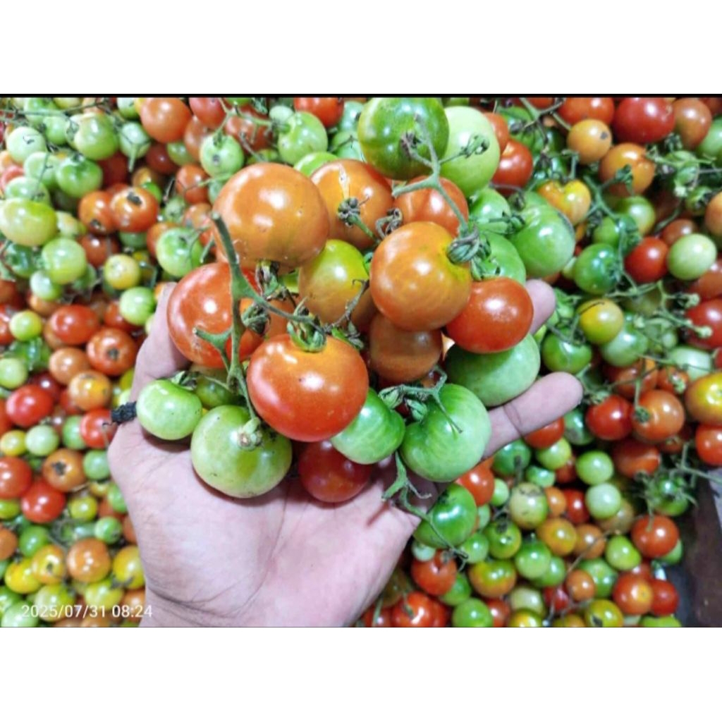 Rampai tomat kecil khas lampung asam segar