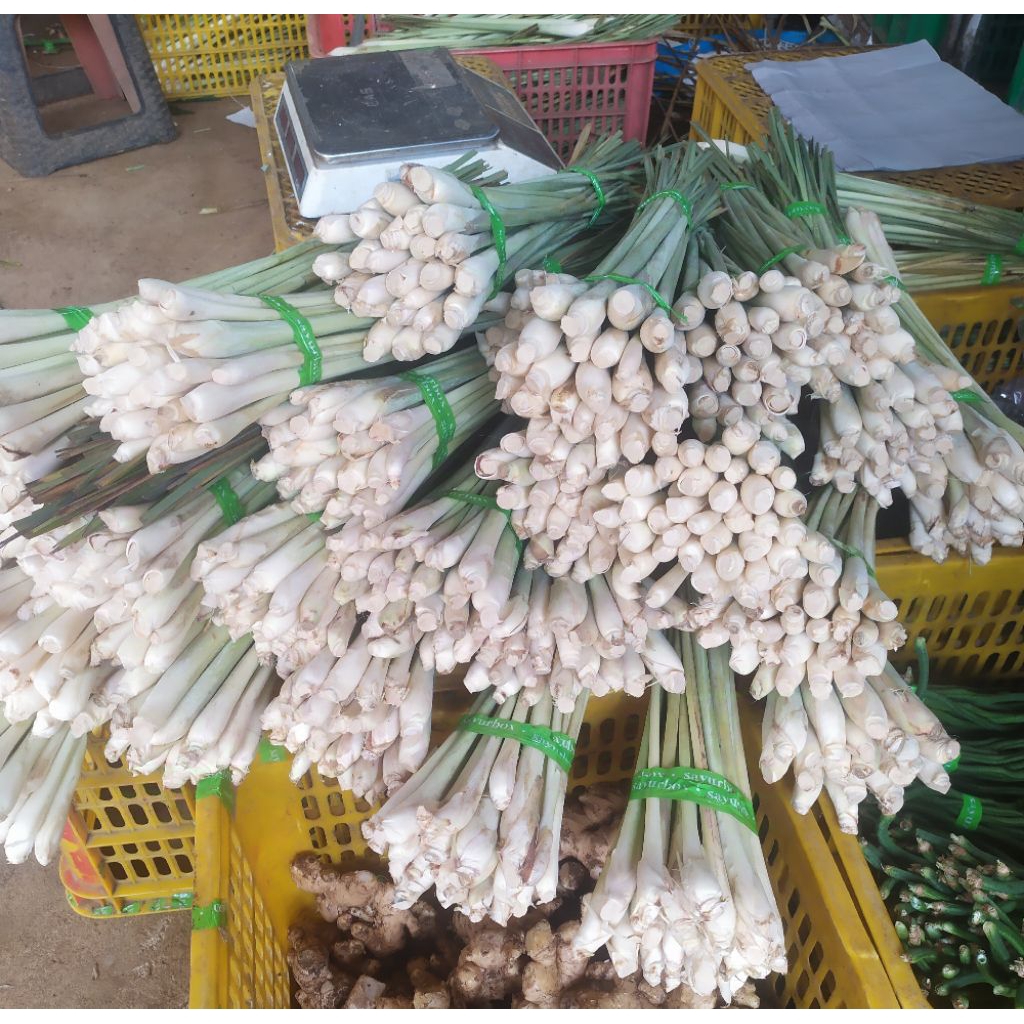 

sereh bangkos bumbu rempaj Indonesia