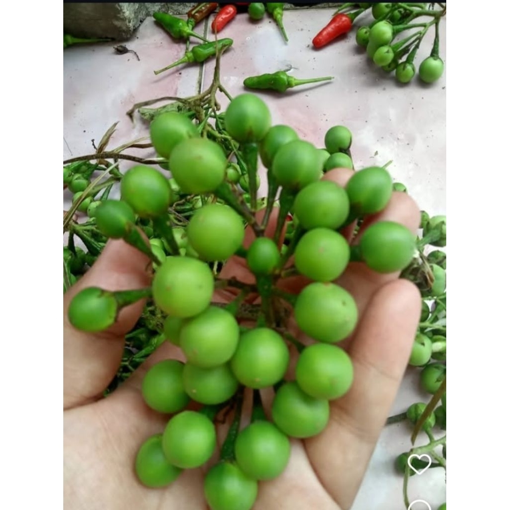 

Buah tekokak segar 500 gr / tekokak segar ( di petik dadakan)