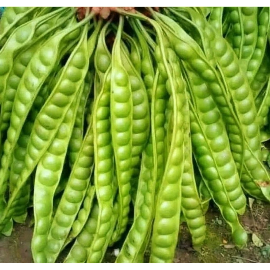 

pete baru petik feres super per 5 papan lojor