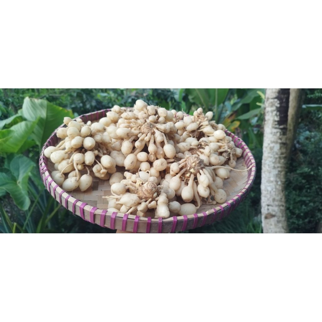 

kunyit putih GOMBYOK segar Murah fresh asli KULONPROGO