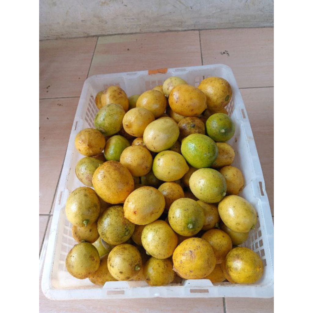 

4Kg Jeruk Lemon Lokal Fress Dan Segar Langsung Petik Dari Kebun