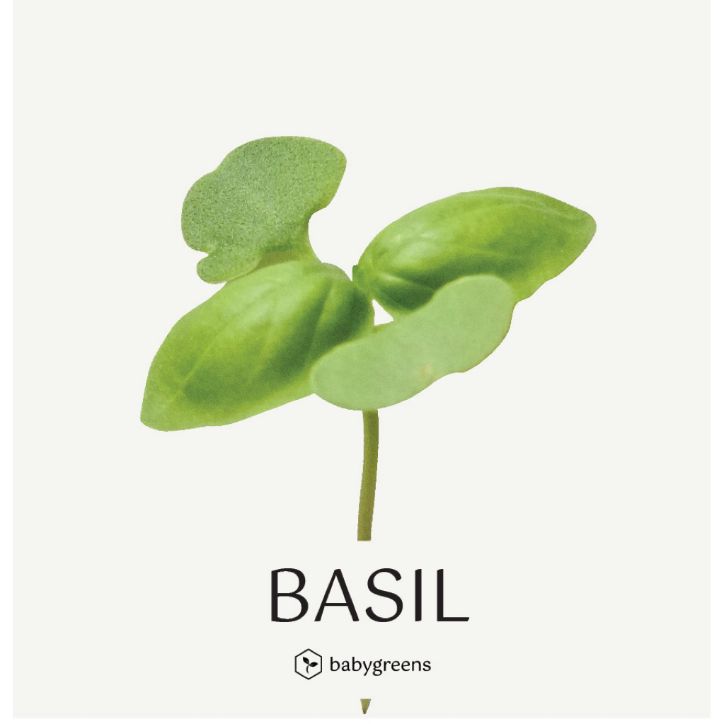 

[BABYGREENS] Basil Microgreens - 30 gr