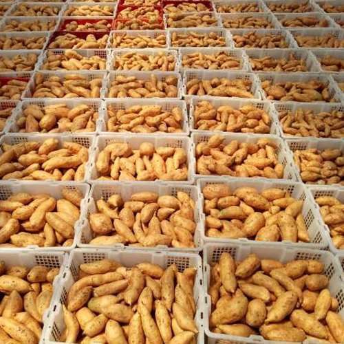 

Ubi Cilembu madu sedang segar langsung petani