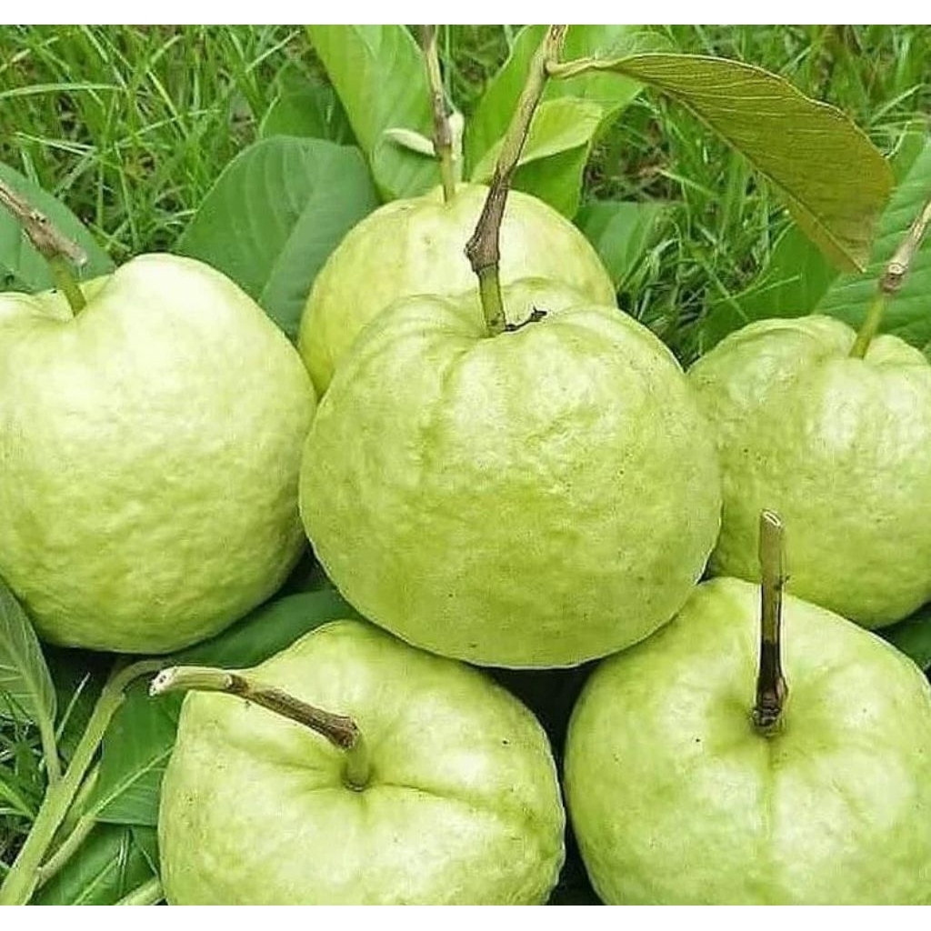 

jambu kristal fresh 1kg