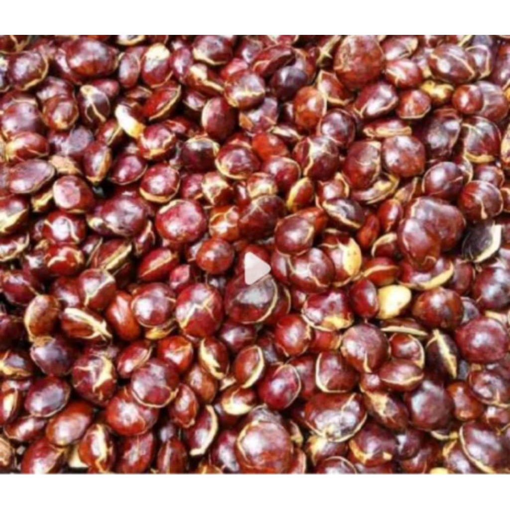 

JENGOL SUPER FREES 1KG BERKUALITAS TUA TERJAMIN JENGKOL SUPER