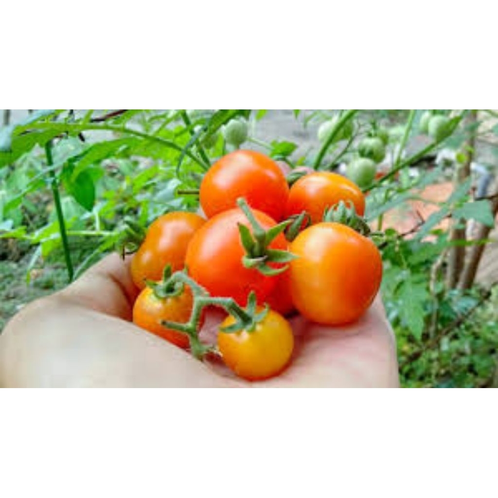 

tomat rampai tomat Lampung Sumatera 250 g