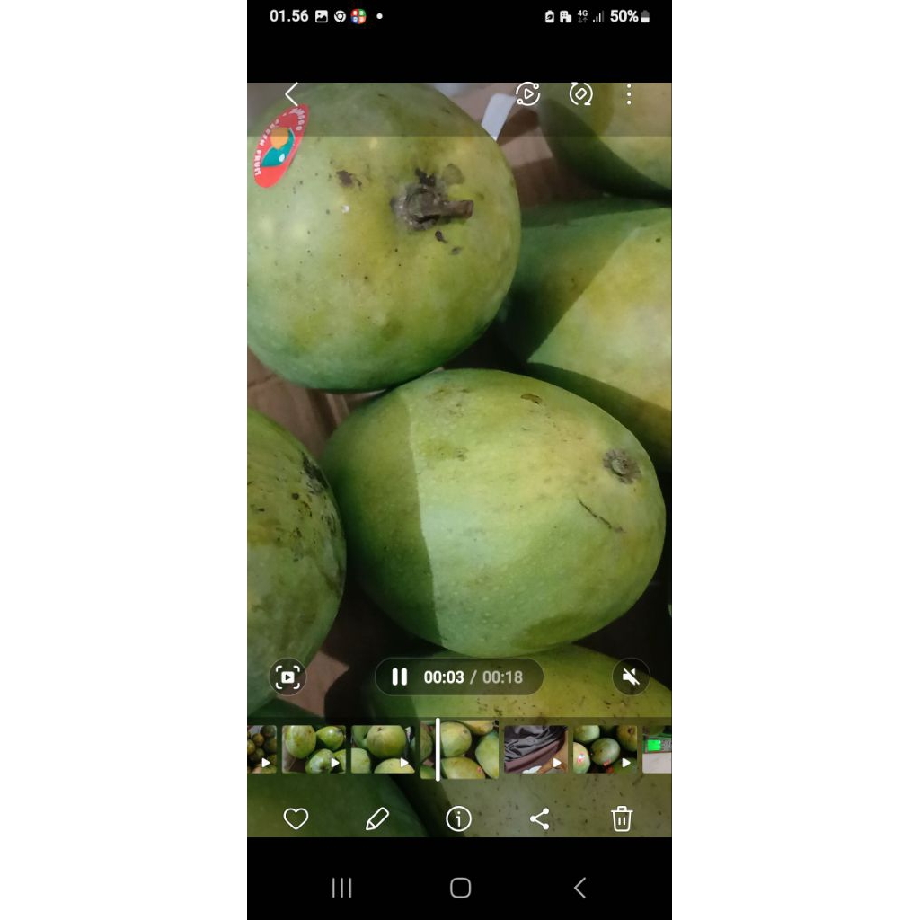 

mangga kioja jumbo manis daging tebal biji kecil