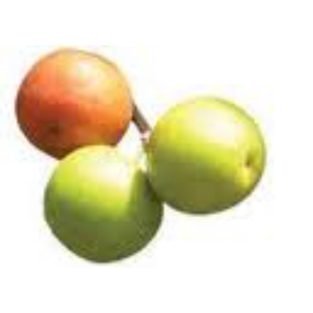 

BUAH BIDARA ARAB MENGOBATI SIHIR