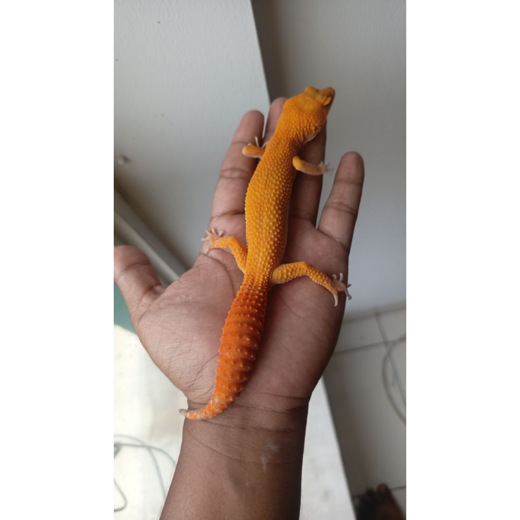 GECKO SUNGLOW FULL CT FEMALE
