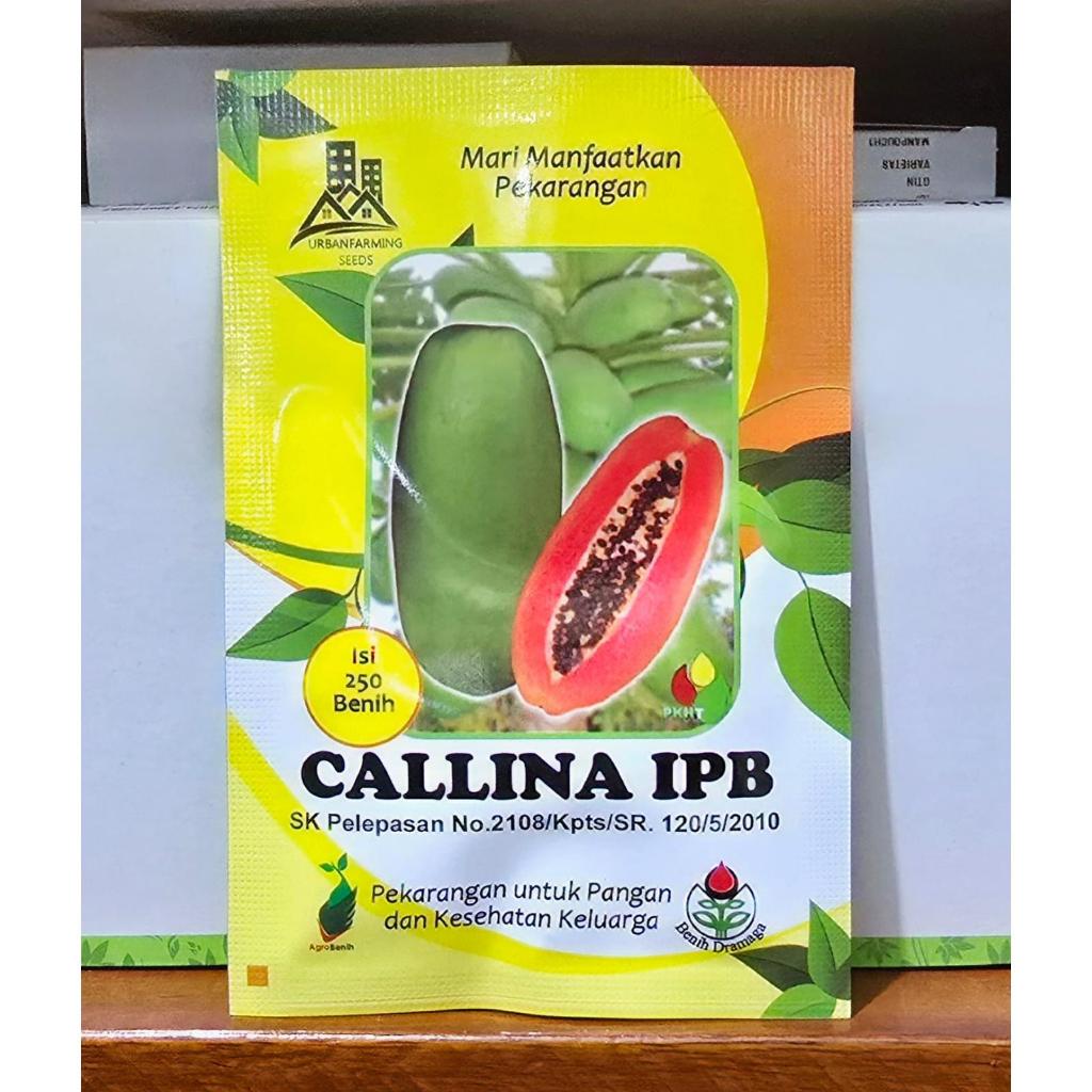 Benih Benih Pepaya Calina / California Ipb Isi 250 Butir Pkht Ipb